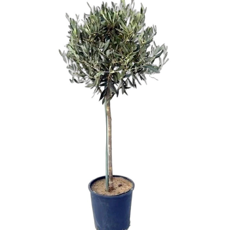 Оливковое дерево, маслина европейская - Olea europaea D24 H140