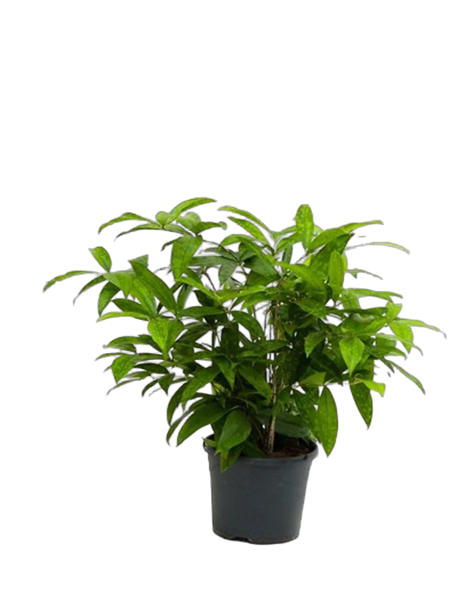 Драцена Годзеффа (Суркулоза) - Dracaena surculosa D14 H60