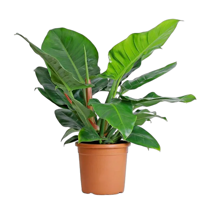 Филодендрон Империал Грин - Philodendron Imperial Green D35 H100