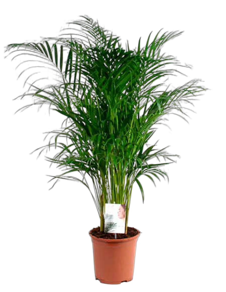 Пальма Арека D21 H110