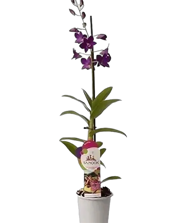 Дендробиум фаленопсис Comp Borneo - Dendrobium phalaenopsis D12 H40