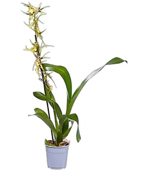 Братония - Bratonia Tessa 1 цветонос D12 H50