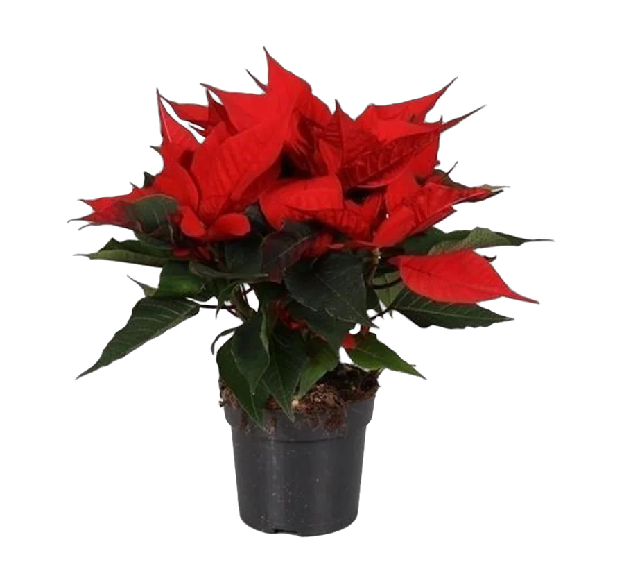 Пуансеттия (молочай красивейший) красный - Euphorbia pulcherrima D10 H20