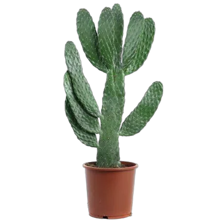 Опунция консолея - Opuntia Consolea D17 H35