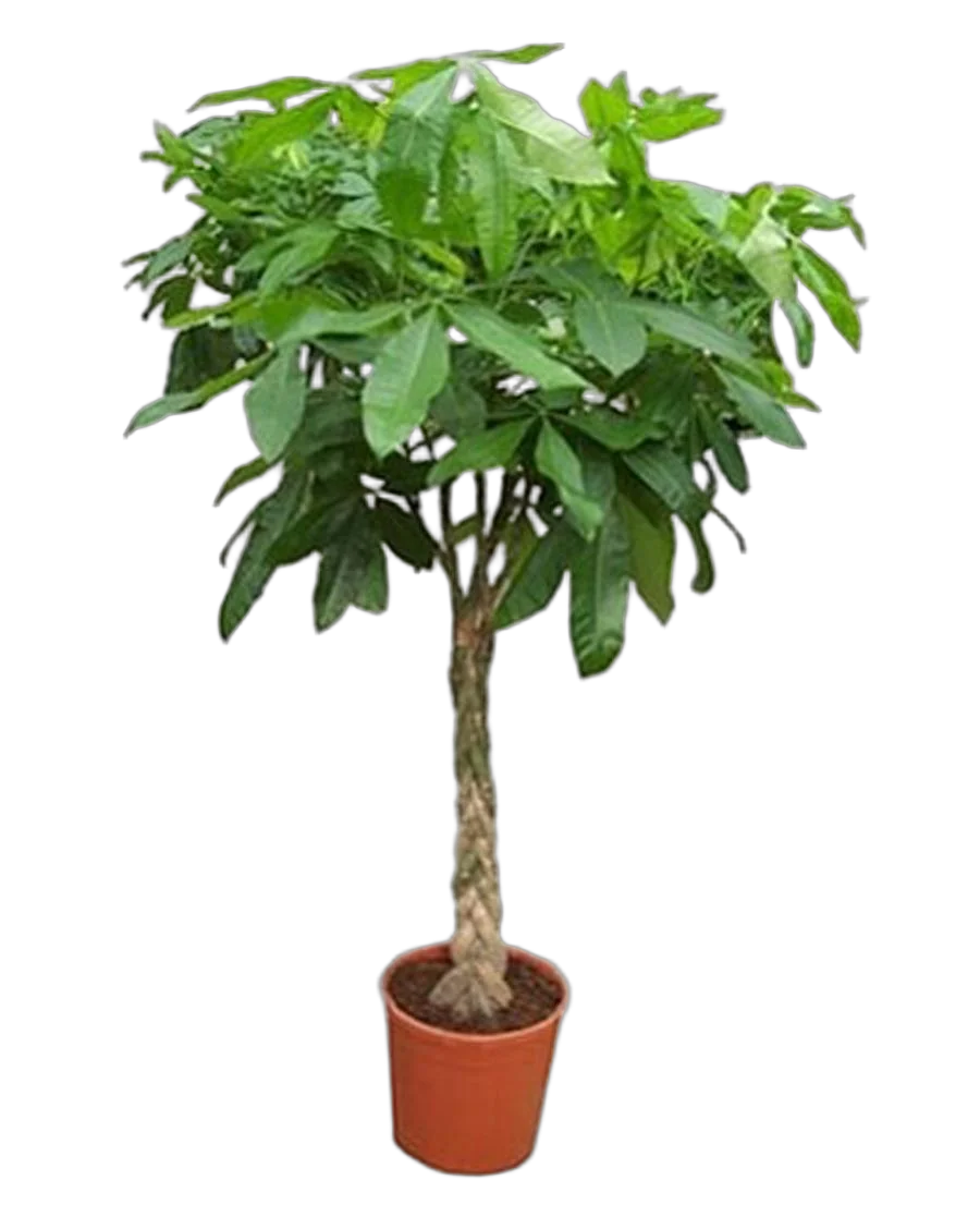 Пахира Акватика - Pachira D21 H130