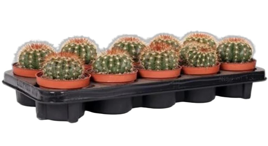 Мелокактус Бродвей - Melocactus Broadway D10 H15