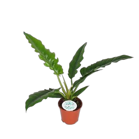 Филодендрон Нарроу - Philodendron Narrow D14 H40