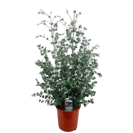 Эвкалипт Гунни Буш (Eucalyptus gunnii Bush) D24 H60