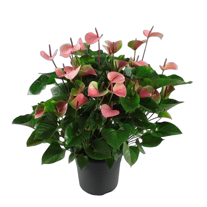 Антуриум саммер лав - Антуриум D32 H120