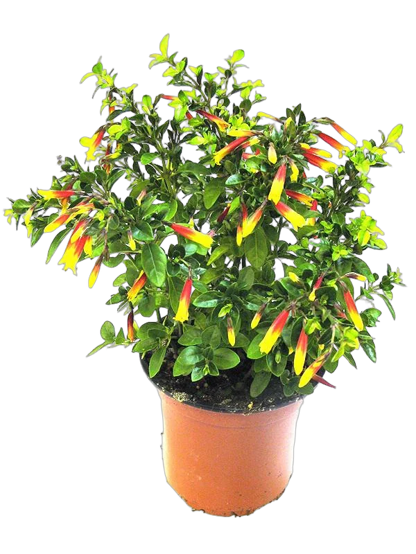 Якобиния (Юстиция) желтая - Jacobinia/Justicia D12 H20