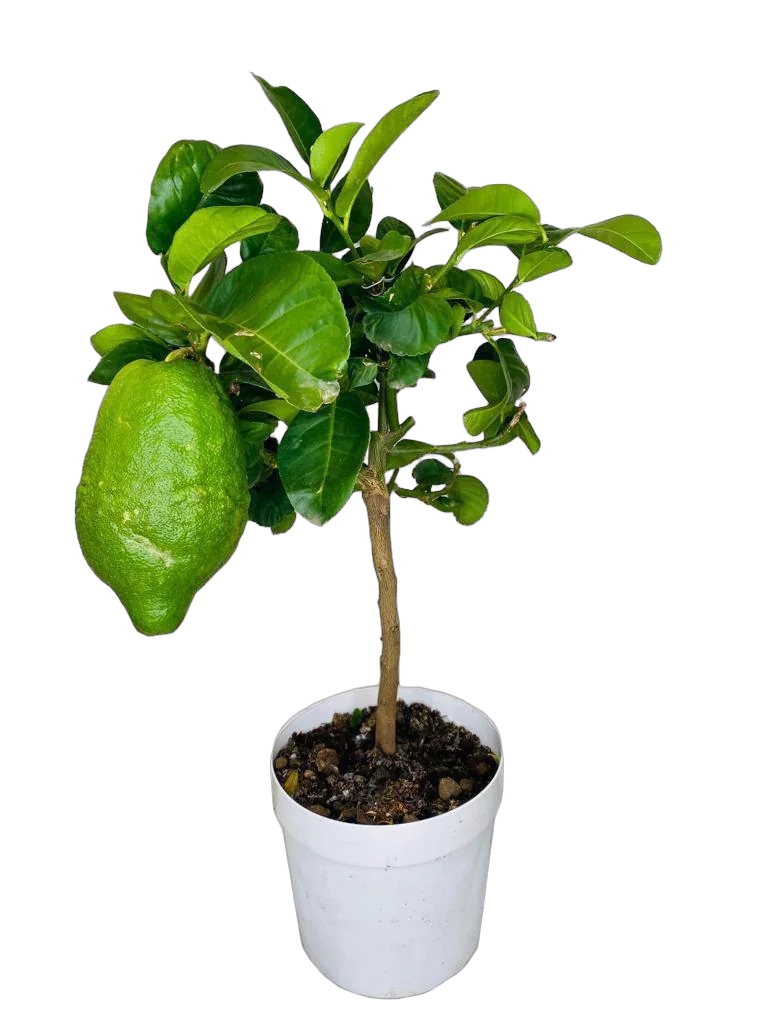 Мускусный Цитрон Баджура - C. medica Bajoura D21 H65