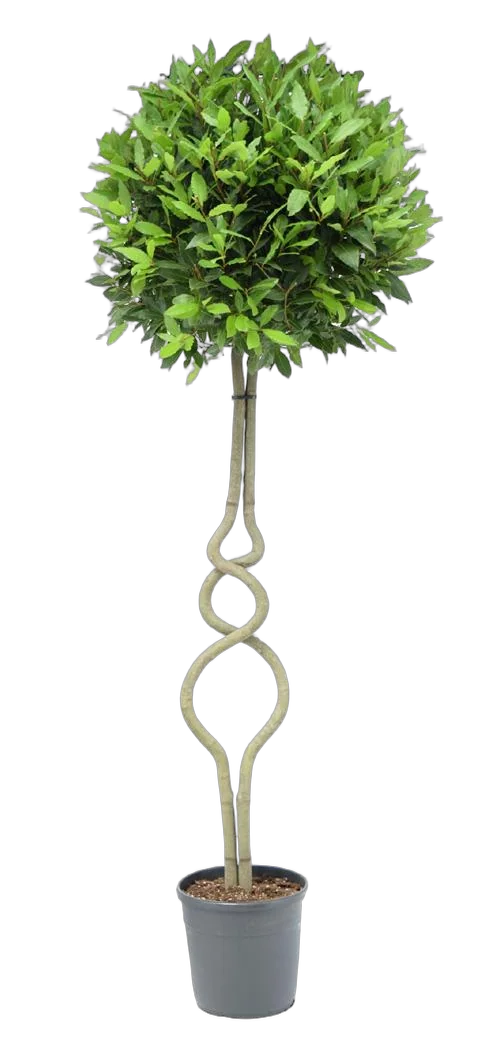 Лавр благородный - Lurus nbilis D25 H200