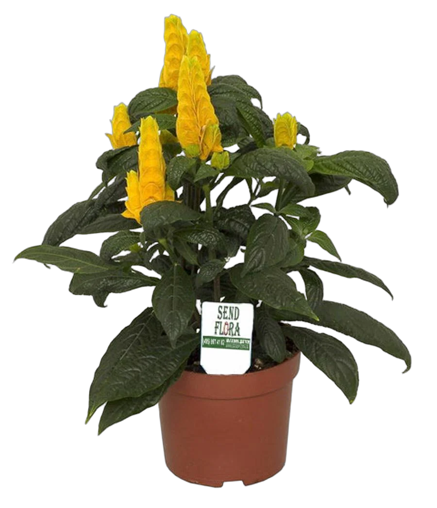 Пахистахис желтый- Pachystachys D12 H30