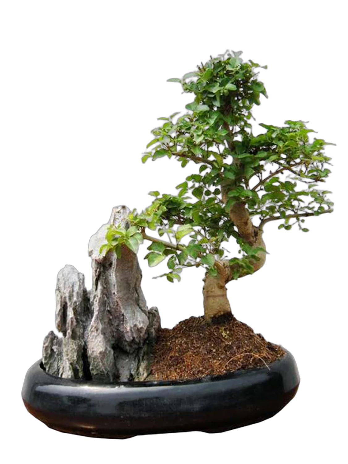 Бонсай Лигуструм с камнем D18 H25