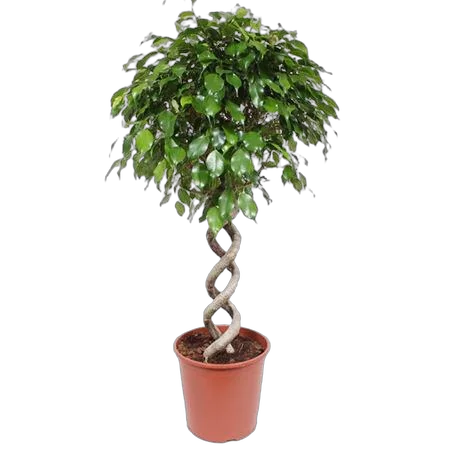 Фикус Бенджамина экзотика двойная спираль - Ficus Be Exotica Double Spiral D30 H130