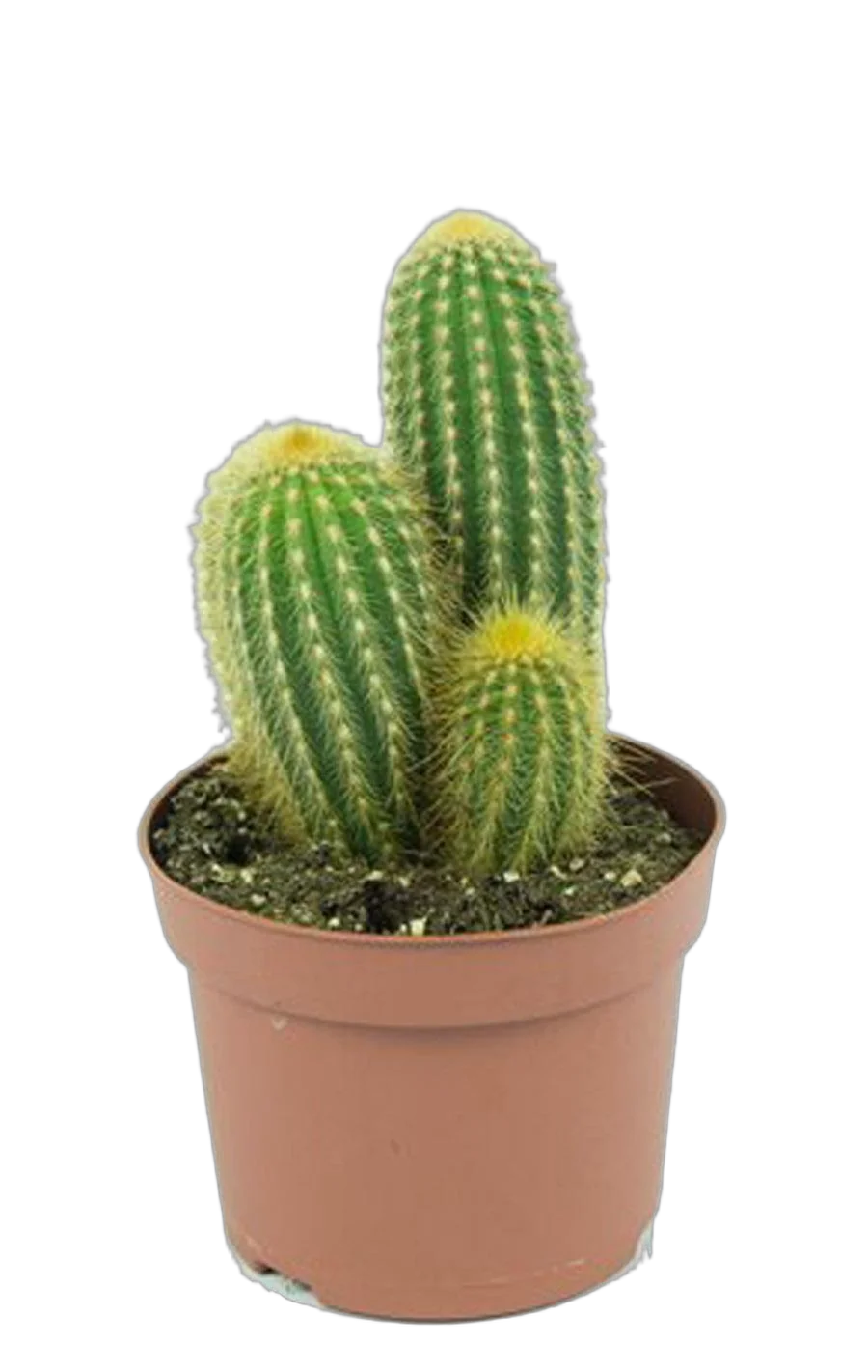 Пилозоцереус золотистоколючковый - Pilosocereus chrysacanthus D12 H15