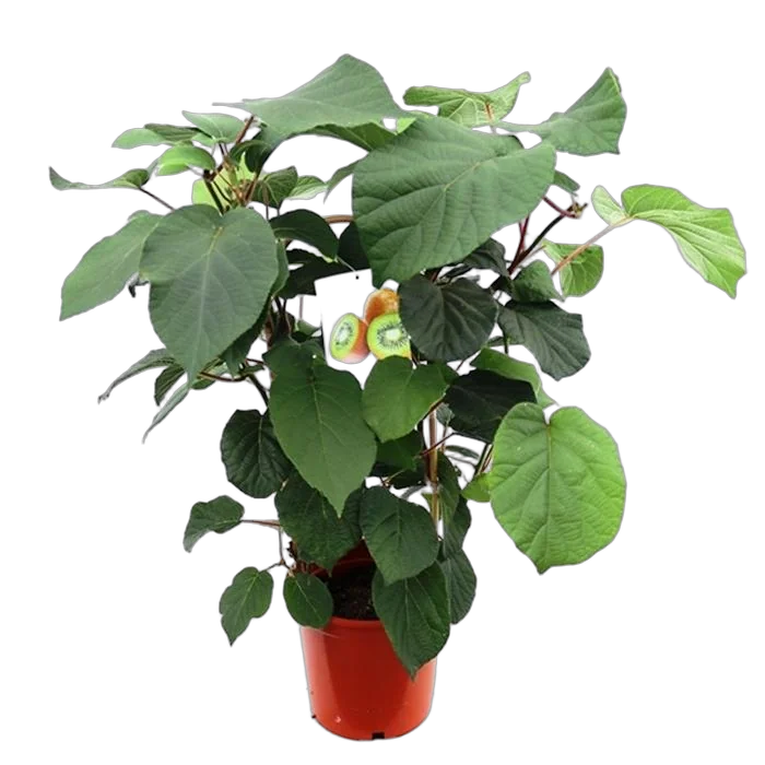 Киви (Актинидия) - Actinidia D16 H80