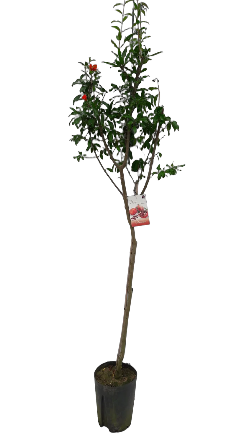 Гранат - Punica granatum D19 H160