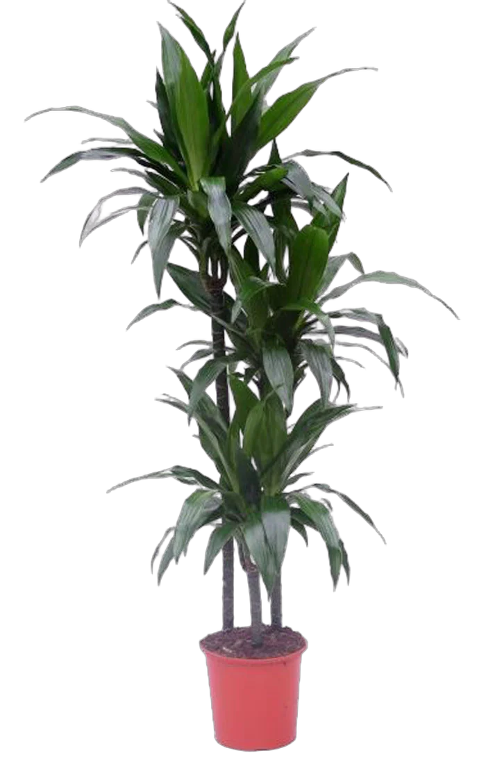 Драцена Джанет Крэйг - Dracaena deremensis "Janet Craig" D30 H150