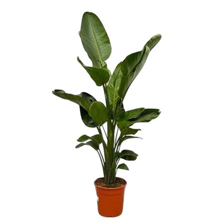 Стрелиция Николай - Strelitzia Nicolai D24 H160