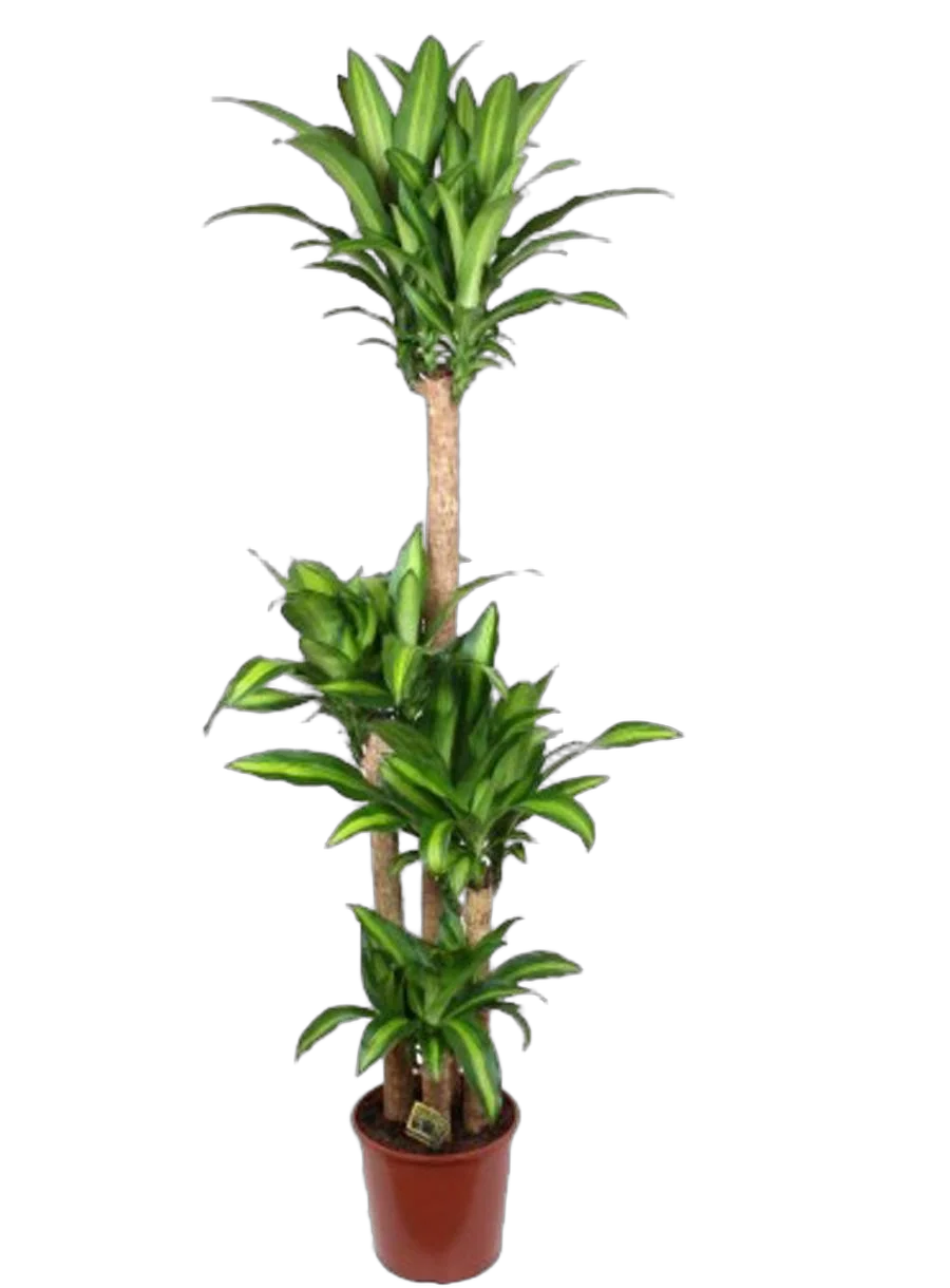 Драцена Массанжеана 4 ствола - Dracaena Massangeana D31 H170