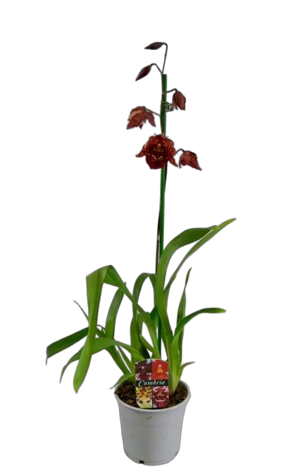 Одонтиода  - Odontioda  Stirbic 1 цветонос D12 H70