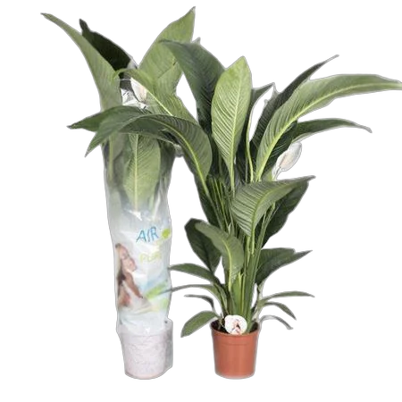 Спатифиллум Сенсация D24 H140