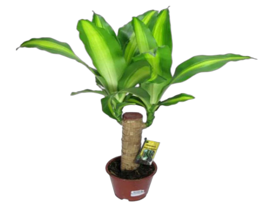 Драцена Массанжеана - Dracaena Massangeana D12 H25