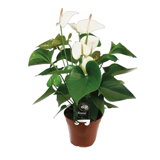 Антуриум Андреанум Бьянко Anthurium  Bianco белый D15 H50