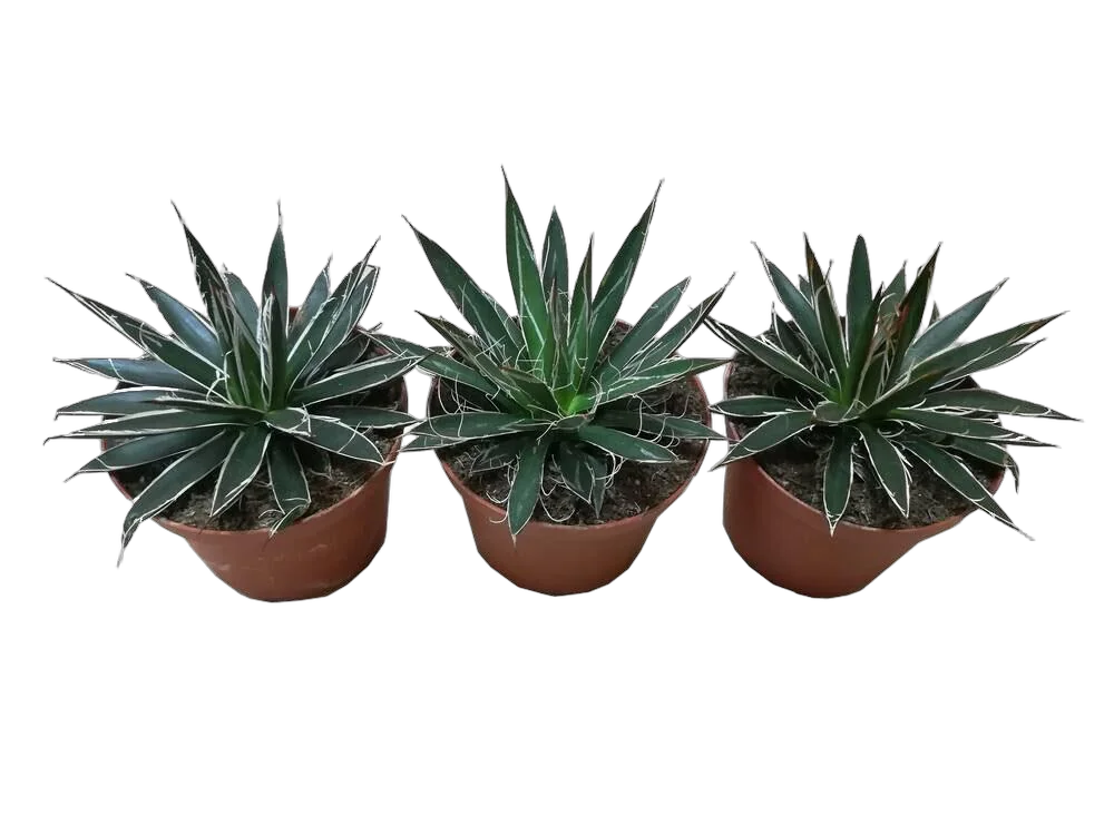 Агава филфера - Agave Filifera D5 H12
