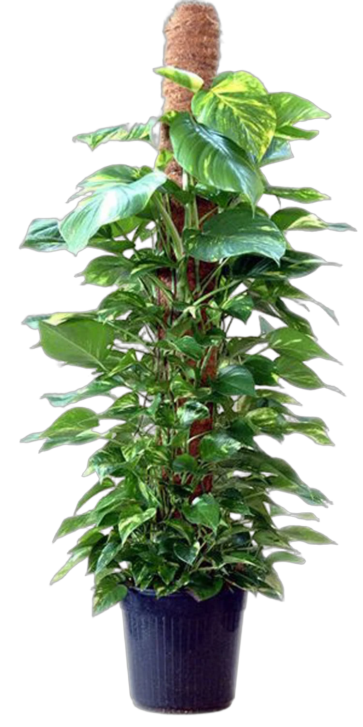 Эпипремнум Ауреум - Epipremnum Aureum D25 H100