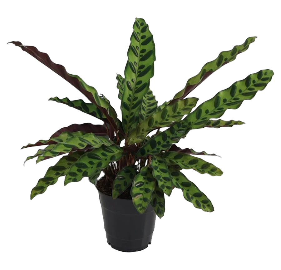Калатея замечательная - Calathea insignis D12 H40