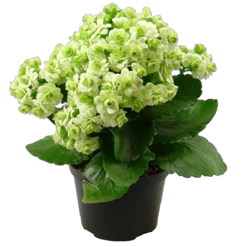 Каланхоэ Каландива белый - Kalanchoe Calandiva White D12 H25