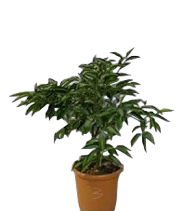 Клементин Эрнандина - C. clementina Hernandina D21 H60