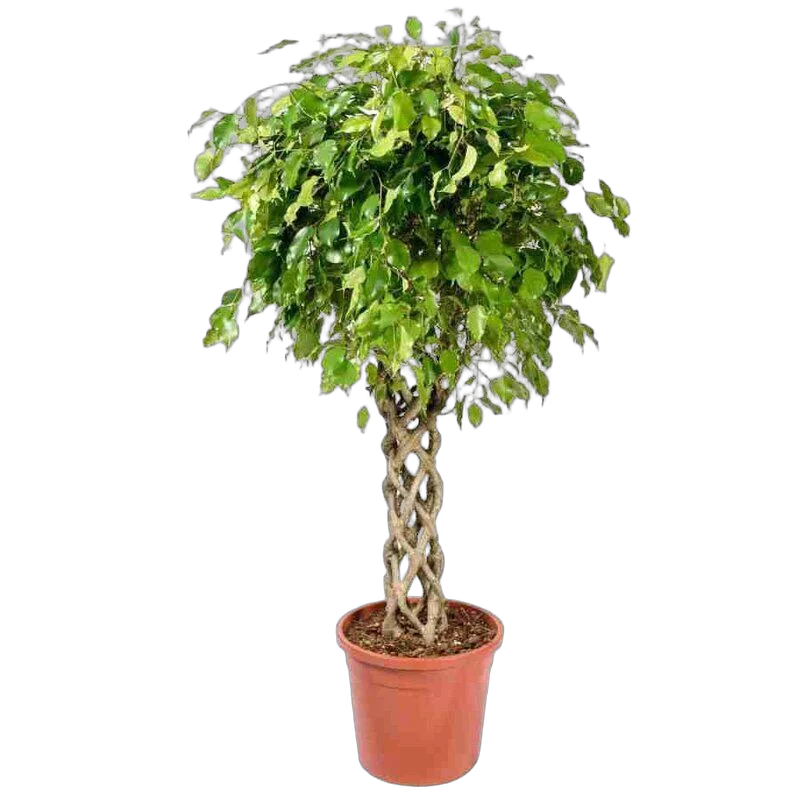 Фикус Бенджамина Экзотика труба - Ficus Be Exotica Tube D30 H130