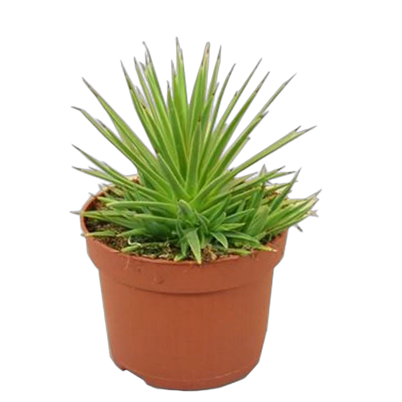 Агава Стрикта Нана - Agave Stricta Nana D14 H23