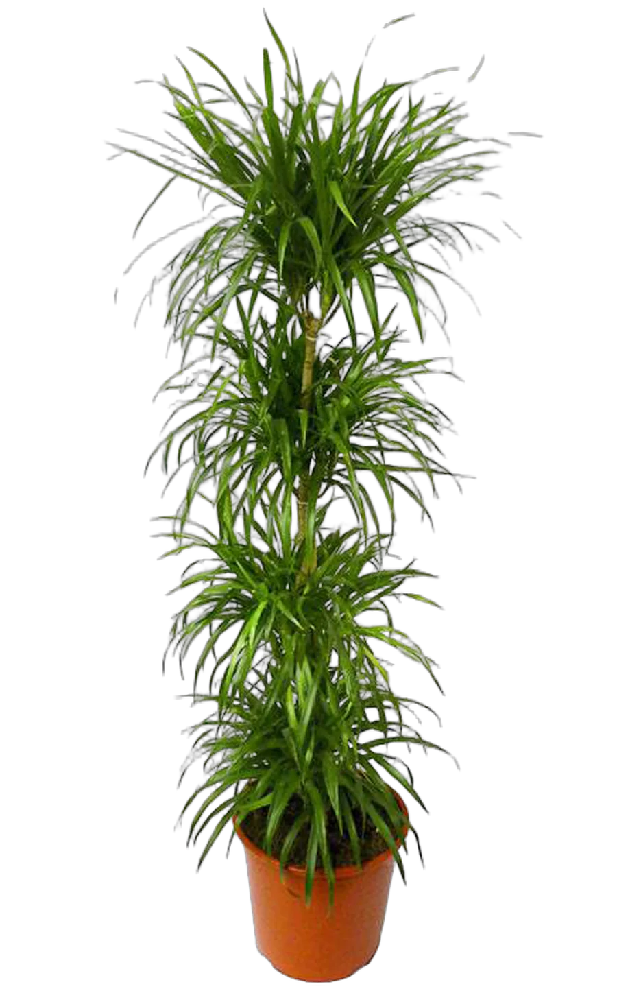 Драцена отогнутая Анита 4 ствола - Dracaena reflexa Anita D32 H220