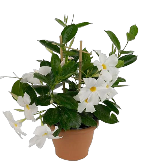 Мандевилла или Дипладения белая - Mandevilla D12 H25