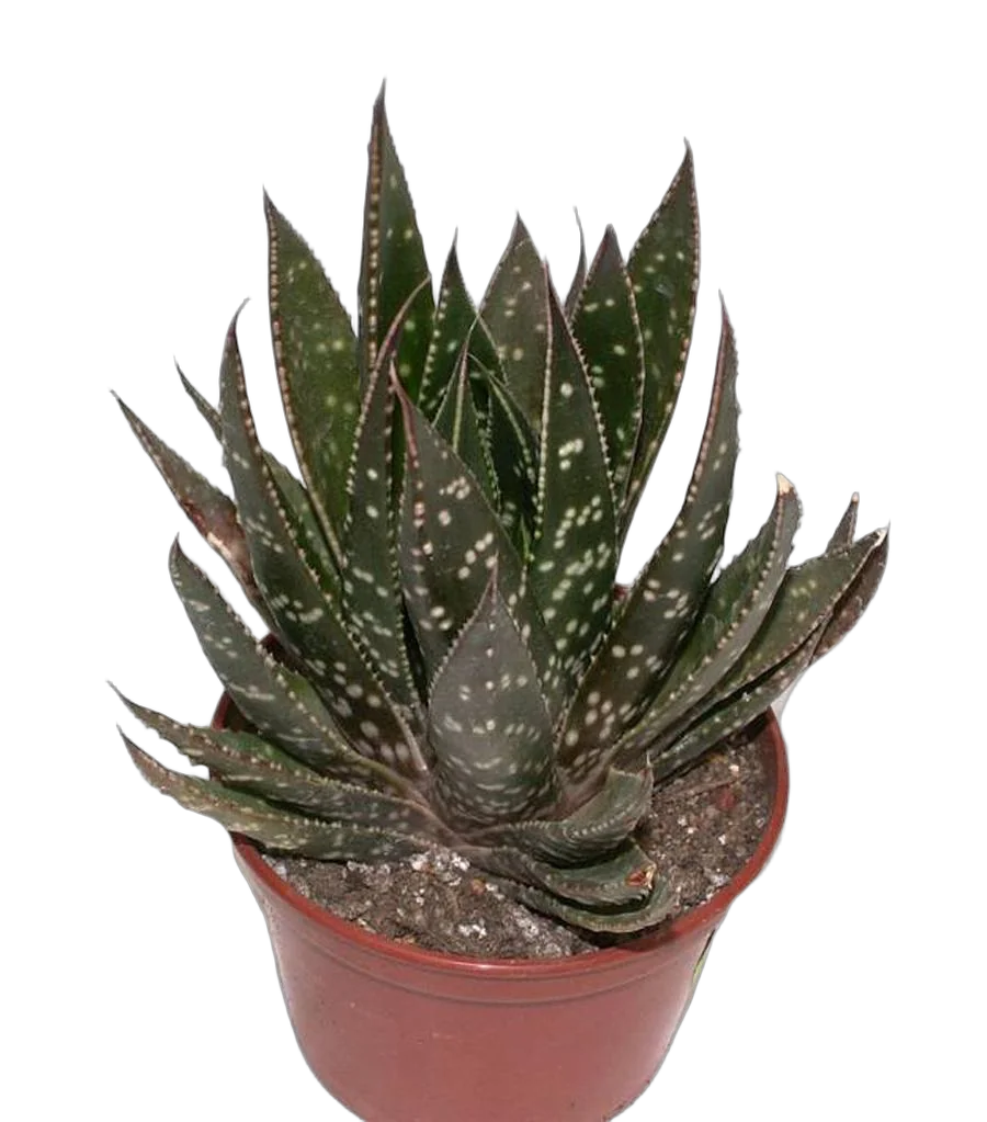 Гастералоэ Авео - Gasteraloe Aveo D9 H20