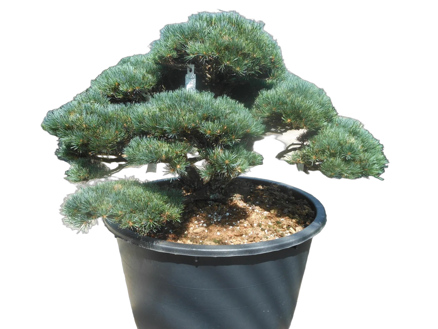 Бонсай Сосна - Bonsai Pinus mugo D90 H100