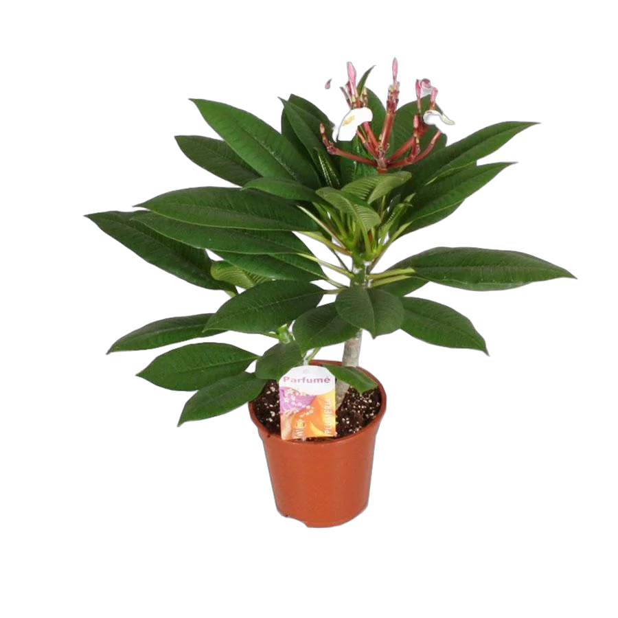 Плюмерия - Plumeria D12 H25