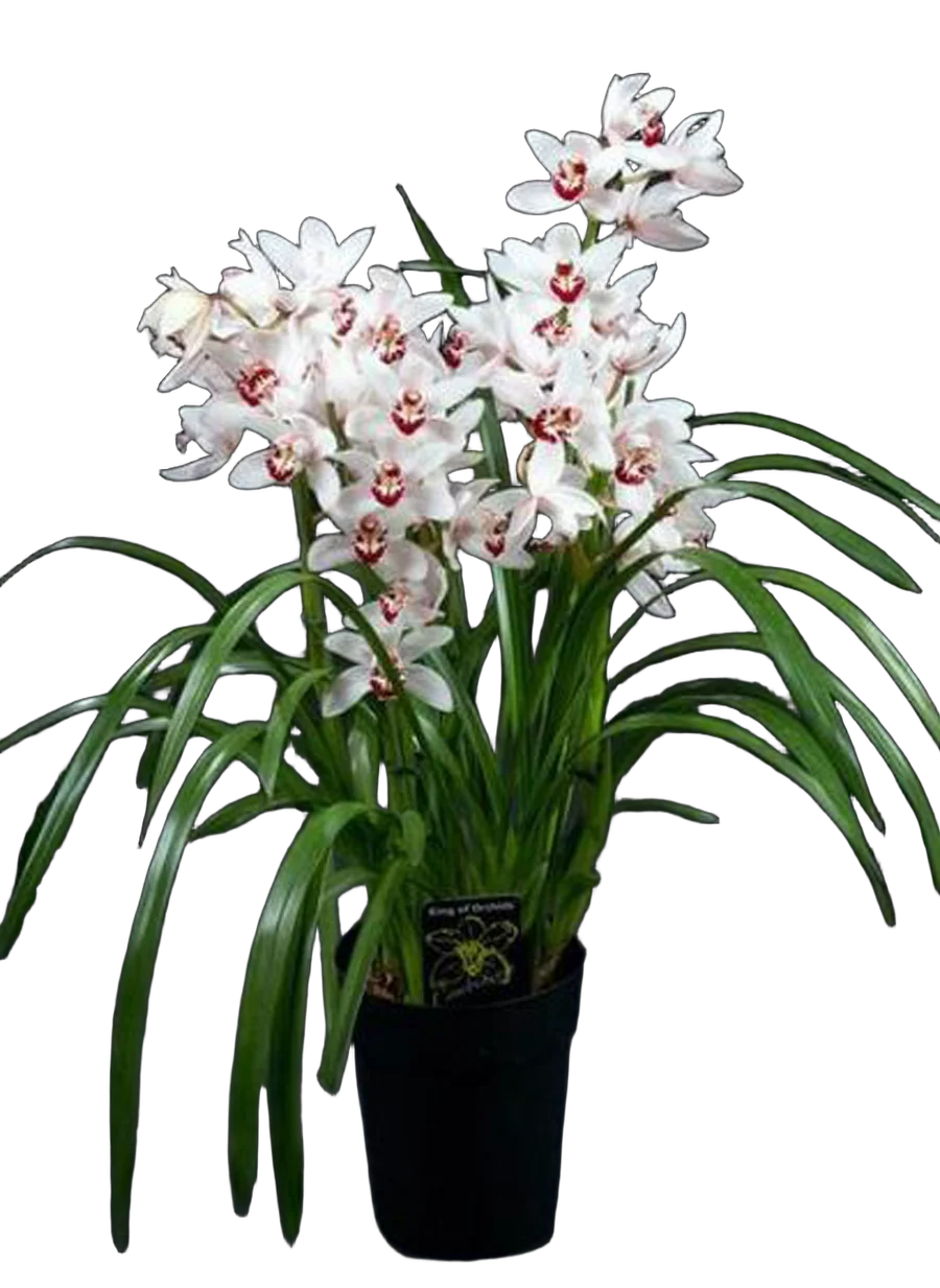 Цимбидиум Pastrol Brazil - Cymbidium D18 H90