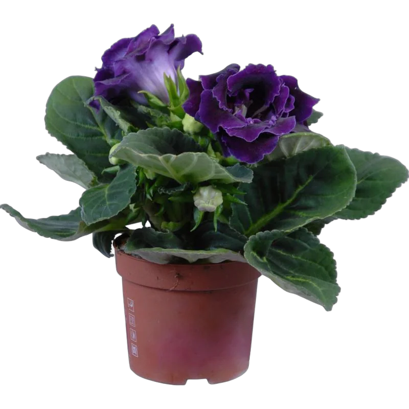 Глоксиния фиолетовая - Gloxinia D10 H22