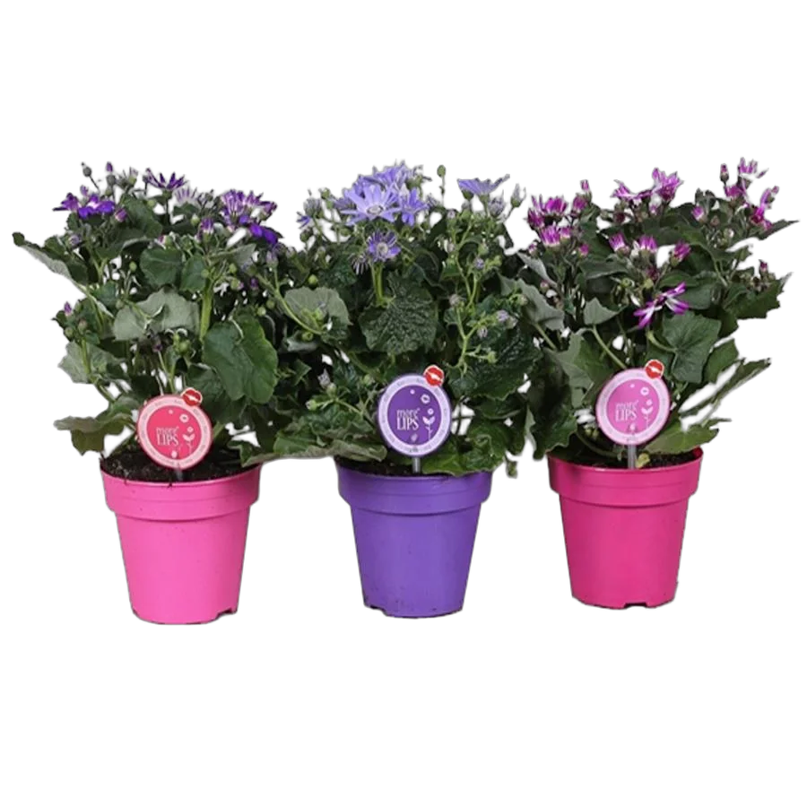 Крестовник (циннерария) Кровавая микс - Senecio cruentus mix D14 H30