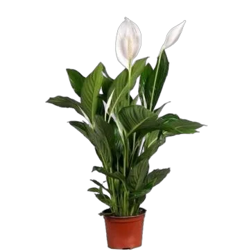 Спатифиллум Купидо D15 H65