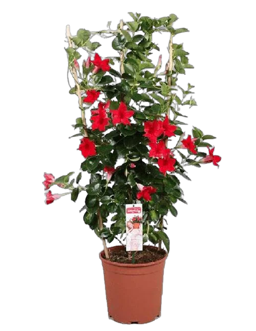 Мандевилла или Дипладения красная - Mandevilla D19 H70