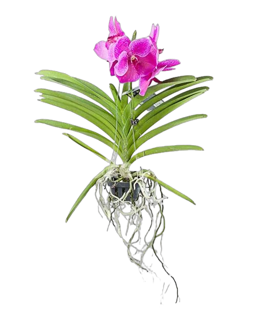 Ванда Сунанда Липстик - Vanda Sunanda Lipstick H60