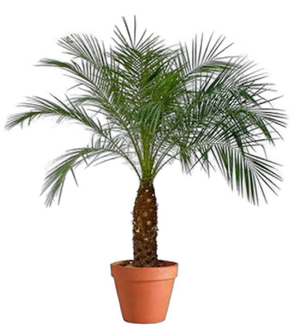 Пальма Финик Робелини - Phoenix roebelenii D30 H160