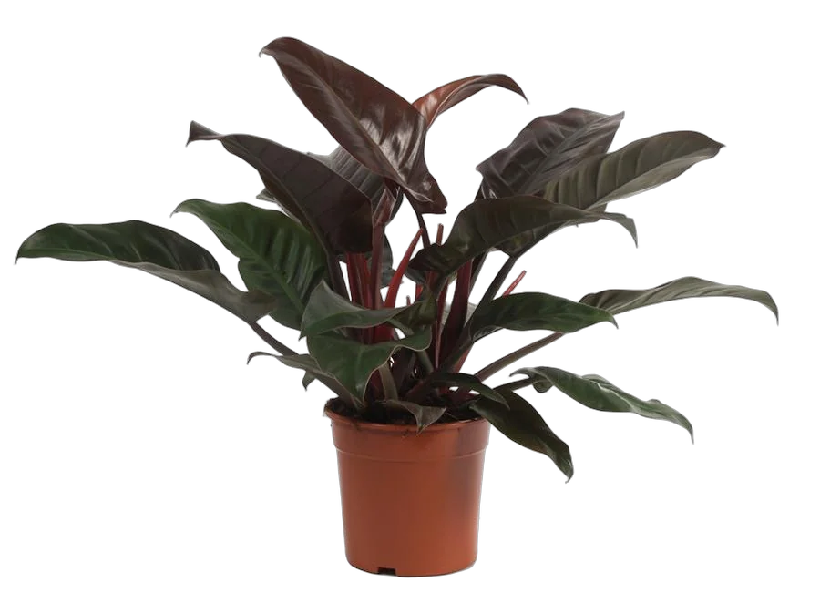 Филодендрон Ред Империал - Philodendron Imperial Red  D20 H55