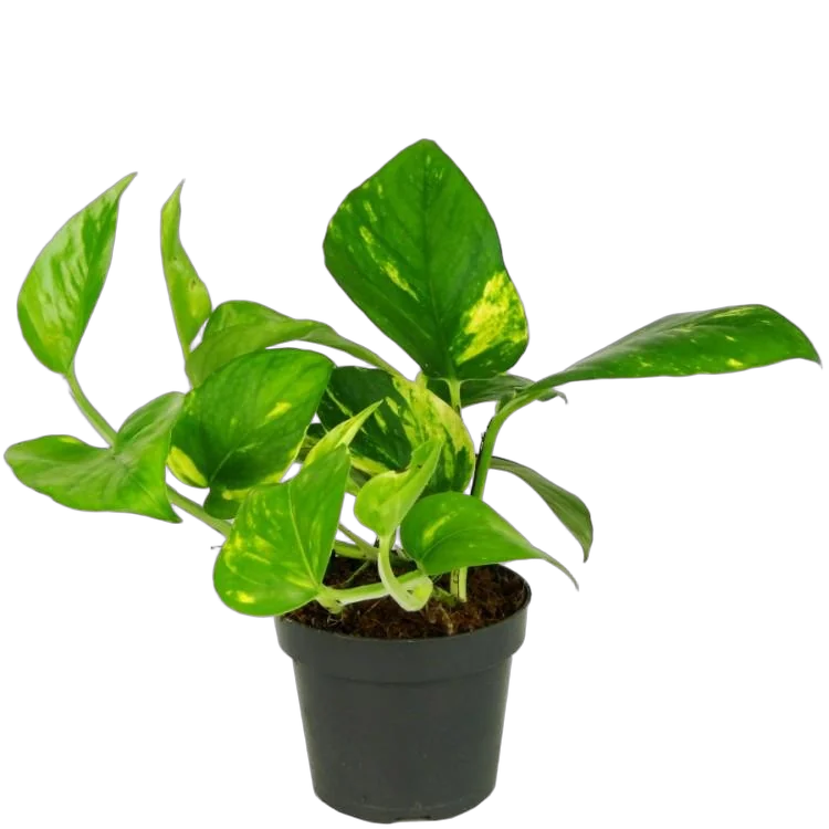 Эпипремнум Ауреум - Epipremnum Aureum D12 H15